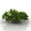 Bush