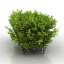 Bush