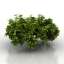 Bush