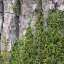 Bark