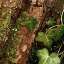 Bark