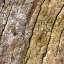 Bark