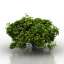 Bush