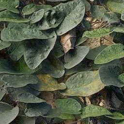 Leaves