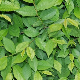 Leaves