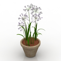 flower agapanthus 3D Model Preview #7f211fb2