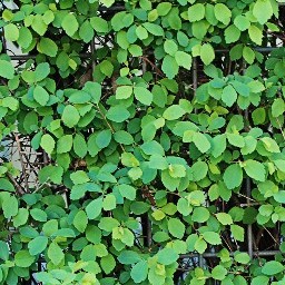 Leaves