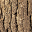 Bark