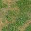 Grass