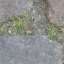 Paving