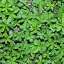 Grass