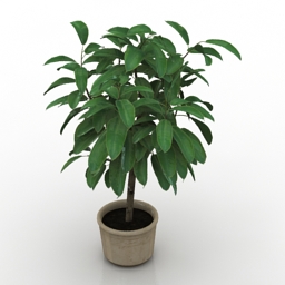 plant 2 3D Model Preview #5ba72320