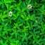 Grass
