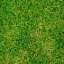 Grass