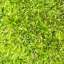 Moss