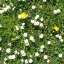 Grass