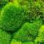 Moss