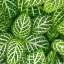Grass