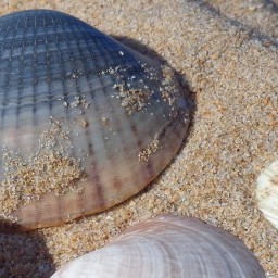 Shells