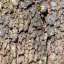 Bark
