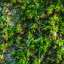 Grass