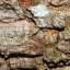 Bark
