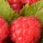 Raspberries