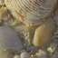 Shells