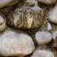 Stone