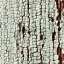 Bark