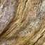 Bark