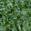 Artificial turf