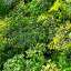 Grass