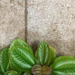 Tile