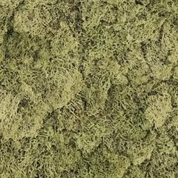 Moss