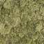 Moss