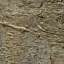 Bark