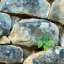 Stone