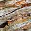 Bark