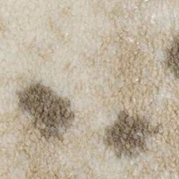 Carpet