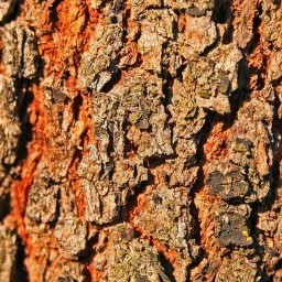 Bark