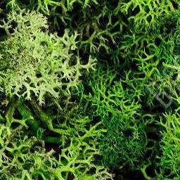 Moss