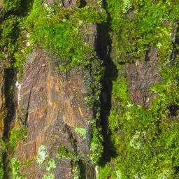 Bark