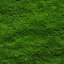 Moss
