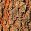 Bark