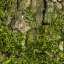 Bark