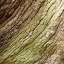 Bark