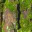 Bark