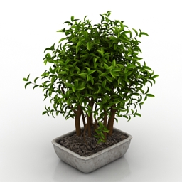 3D Plant preview