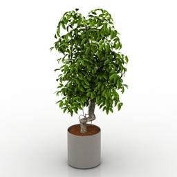 3D Plant preview